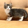 推定2025年7月生まれ キジ白♀ちゃがまちゃん♡ サムネイル2