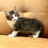 推定2025年7月生まれ キジ白♀ちゃがまちゃん♡ サムネイル3