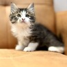推定2025年7月生まれ キジ白♀ちゃがまちゃん♡ サムネイル5