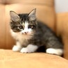 推定2025年7月生まれ キジ白♀ちゃがまちゃん♡ サムネイル6