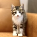 推定2025年7月生まれ キジ白♂ぶんぶくくん♡