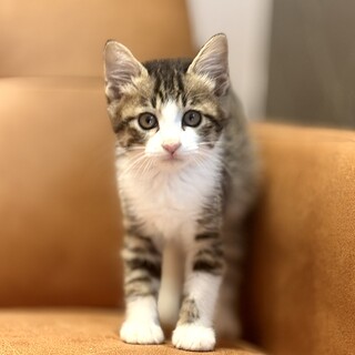 推定2025年7月生まれ キジ白♂ぶんぶくくん♡