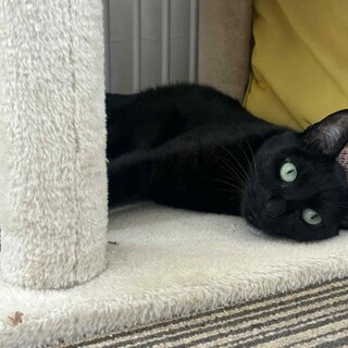 黒猫 アリエスちゃん⭐︎里親様募集中⭐︎