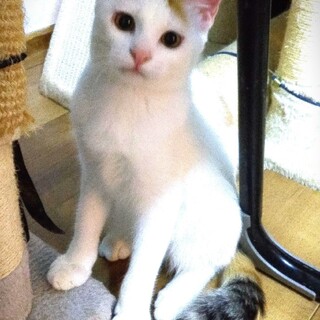 美しい白雪姫のような白三毛ちゃん