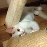 美しい白雪姫のような白三毛ちゃん サムネイル2