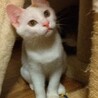 美しい白雪姫のような白三毛ちゃん サムネイル5