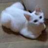 美しい白雪姫のような白三毛ちゃん サムネイル6