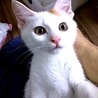 美しい白雪姫のような白三毛ちゃん サムネイル7