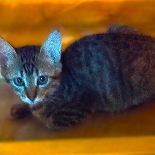 子ネコが子ネコを産んでしまいました