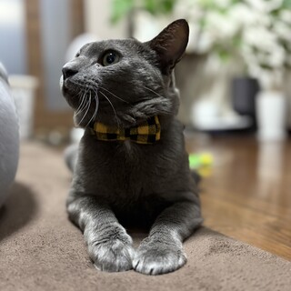 ロシアンブルー（風）の男の子（里親様決定しました）