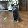ロシアンブルー（風）の男の子（里親様決定しました） サムネイル3