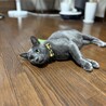 ロシアンブルー（風）の男の子（里親様決定しました） サムネイル4