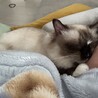 大きくなりました