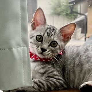 目の大きな懐っこいサバトラ女の子