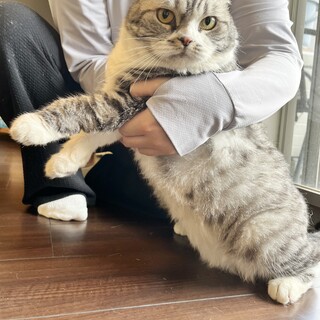 飼育困難　スコテッシュ　大人しい　シルバータビー