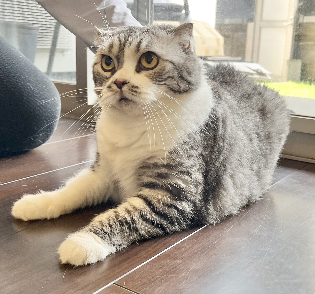飼育困難 スコテッシュ 」鹿児島県 - 猫の里親募集(525905) 2