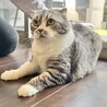 飼育困難　スコテッシュ　大人しい　シルバータビー サムネイル2