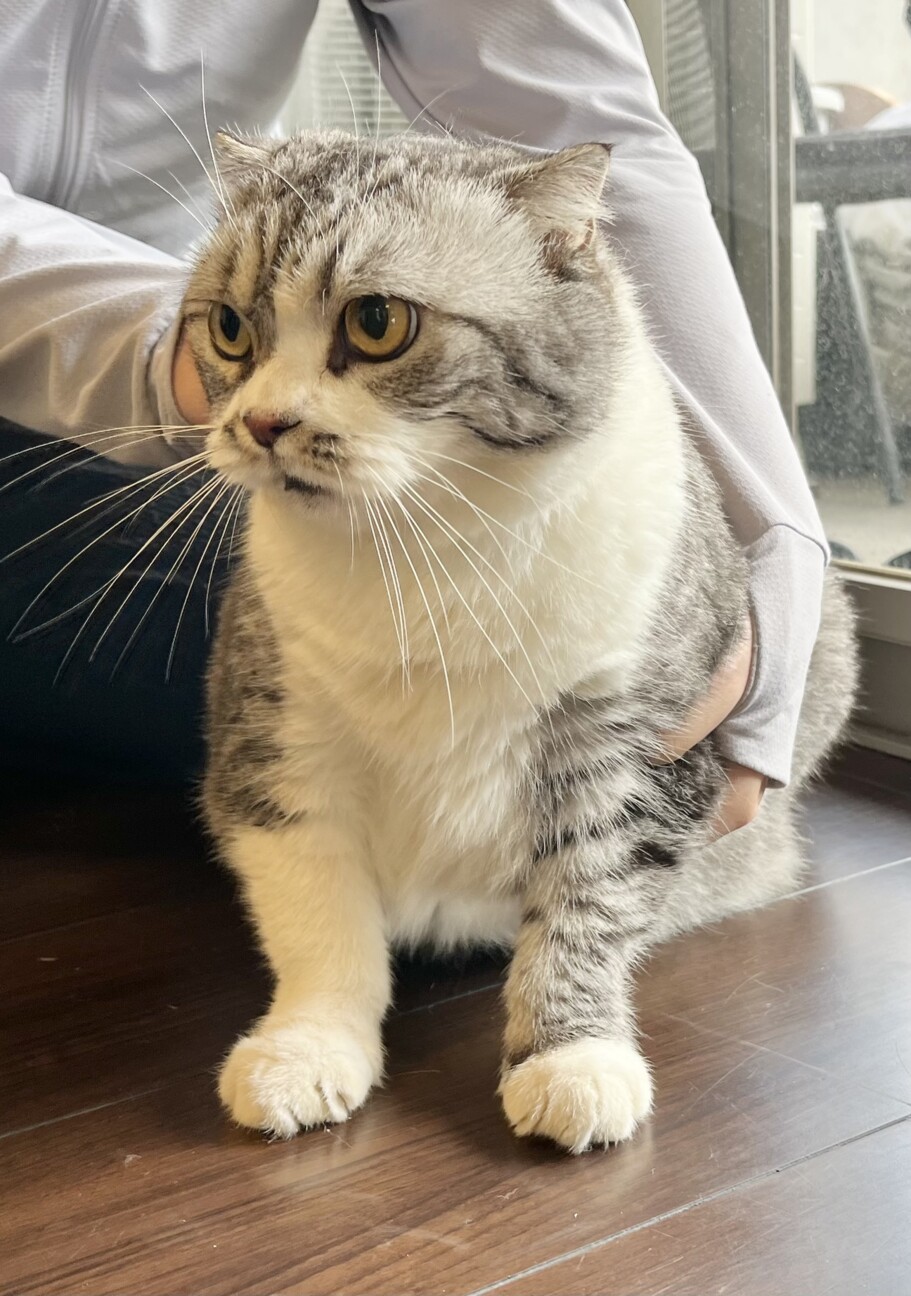 飼育困難 スコテッシュ 」鹿児島県 - 猫の里親募集(525905) 3枚目の