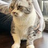 飼育困難　スコテッシュ　大人しい　シルバータビー サムネイル3