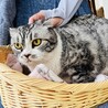 飼育困難　スコテッシュ　大人しい　シルバータビー サムネイル4