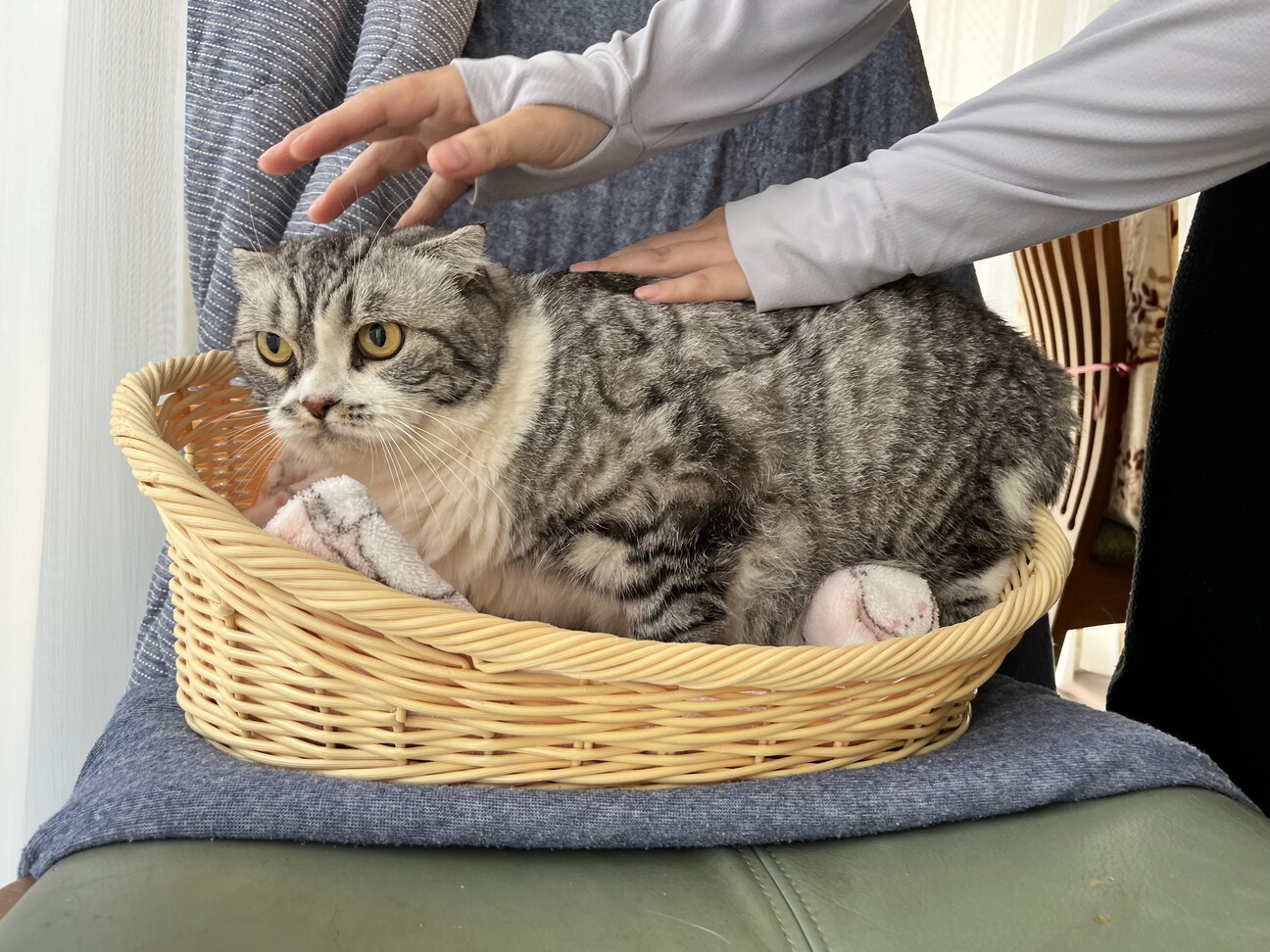 飼育困難 スコテッシュ 」鹿児島県 - 猫の里親募集(525905) 5