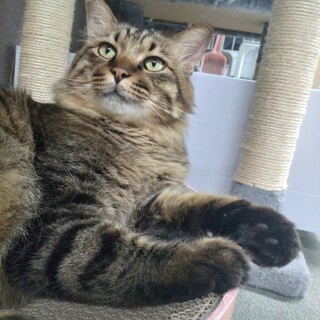 長毛キジトラちゃん