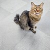 長毛キジトラちゃん サムネイル3