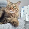 長毛キジトラちゃん サムネイル4