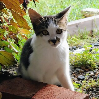 キジ白くん3か月の子猫！！兄弟がいます♪