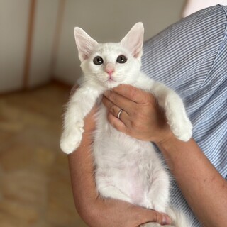 長毛の白猫ボーイほたるくん♡