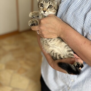 白猫５兄妹で唯一のキジトラもんごちゃん♡