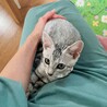 人にも猫にもとても懐っこいキジサバ男の子 サムネイル2