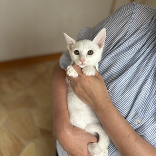 白猫５兄妹のあおりくん♡