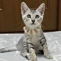 人にも猫にもとても懐っこいキジサバ男の子
