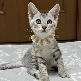 人にも猫にもとても懐っこいキジサバ男の子