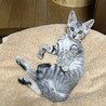 人にも猫にもとても懐っこいキジサバ男の子 サムネイル3