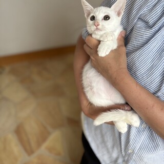 白猫５兄妹のするめくん♡