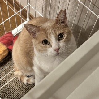 【3/29譲渡会】奄美からきた✨遊ぶの大好き美少女