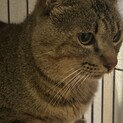 至急！里親募集！ご協力お願いします。