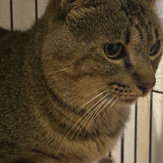 至急！里親募集！ご協力お願いします。