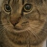 至急！里親募集！ご協力お願いします。 サムネイル2