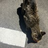 至急！里親募集！ご協力お願いします。 サムネイル3