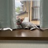 目の大きな懐っこいサバトラ女の子 サムネイル3