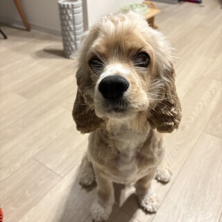 アメリカンな犬小屋　(福岡県近郊限定) アメリカンな犬小屋 (福岡県近郊限定) - メルカリ