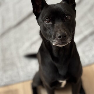 警戒心が強いけど、甘えん坊な子です。