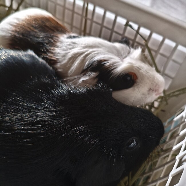 ヴォルグのカバー写真