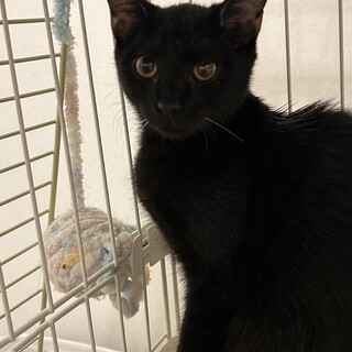 イケメン黒くん