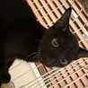イケメン黒くん サムネイル2