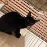 イケメン黒くん サムネイル3