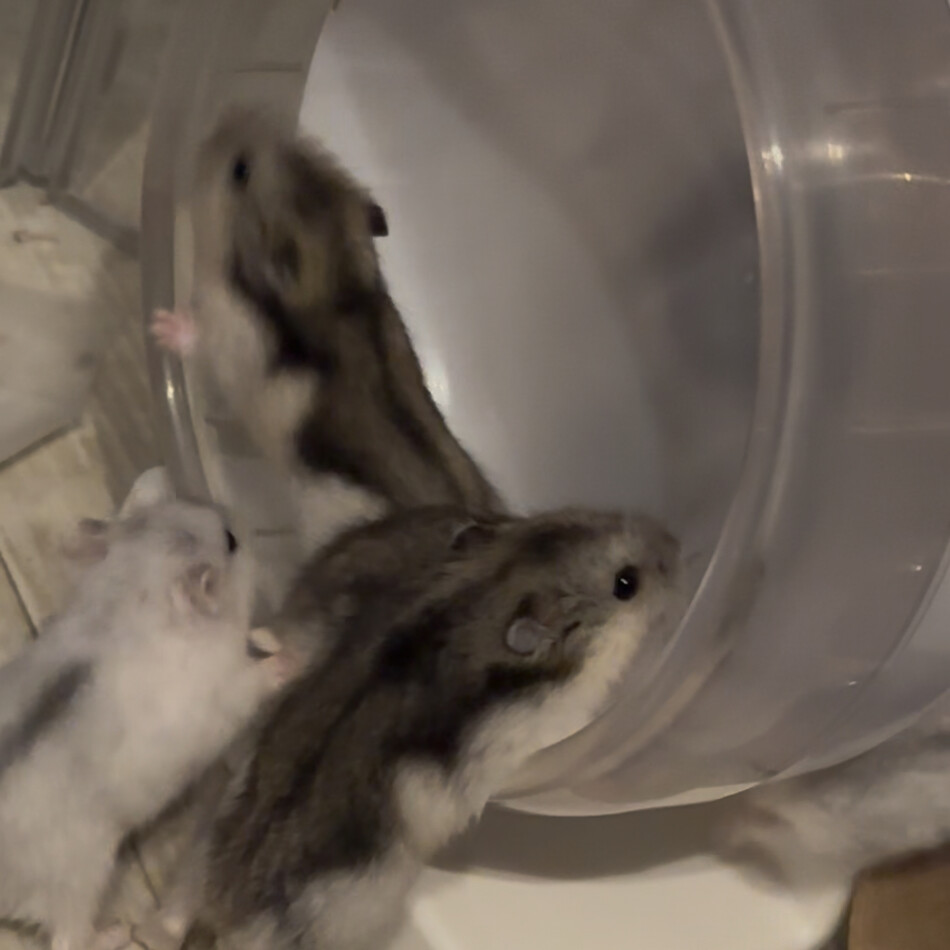 Nonameのカバー写真